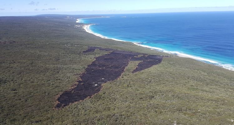 This planned burn in Boranup, undertaken by Parks and Wildlife Service in winter 2016 was the only area not impacted by bushfire in December 2021 (see below). Source: Parks and Wildlife Service. 