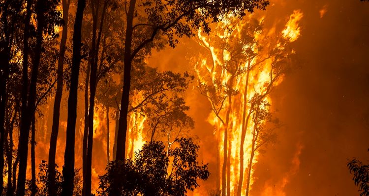 Bushfire burning in Forest