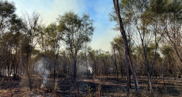 Bushfire Mitigiation